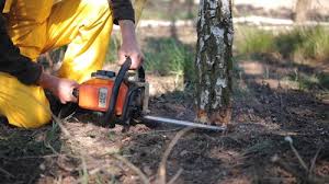 Best Commercial Tree Services  in Alafaya, FL