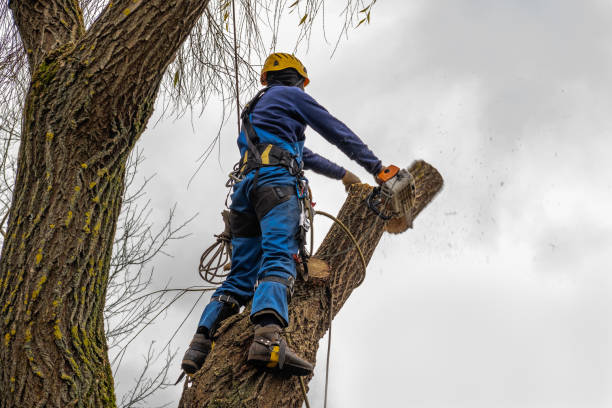 How Our Tree Care Process Works  in  Alafaya, FL