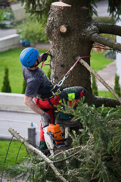 Organic Lawn Care Solutions in Alafaya, FL