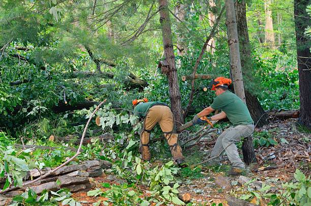 Best Tree Cabling and Bracing  in Alafaya, FL