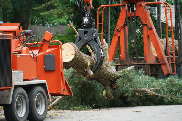 Best Leaf Removal  in Alafaya, FL